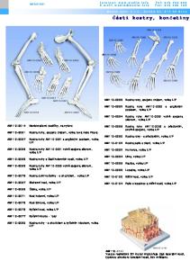 Části kostry, končetiny