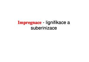 Impregnace - lignifikace a suberinizace