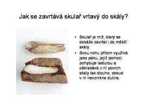 Jak se zavrtává skulař vrtavý do skály?