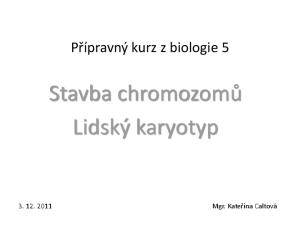 Stavba chromozomů Lidský karyotyp