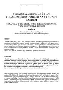 SYNAPSE A DENDRICKÝ TRN: TROJROZMĚRNÝ POHLED NA VÝKONNÝ TANDEM